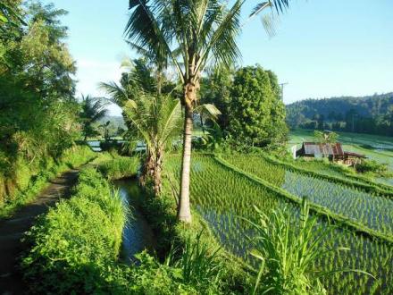 Terasering Subak Tinggarsari 2